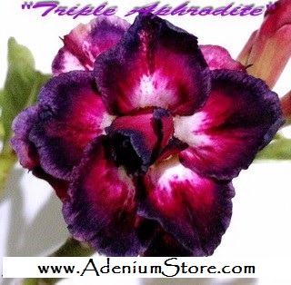 (image for) New Adenium \'Triple Aphrodite\' 5 Seeds